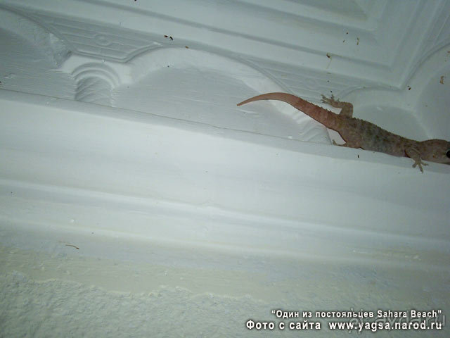 Один из постояльцев Сахары Бич, сфоткали вечером случайно   :-))