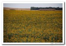 фото «Роза Ветров» (Подольский ДСК)