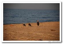 фото «Роза Ветров» (Подольский ДСК)