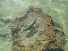 Неделя с 7-го по 14 января  - святки вдали от России.