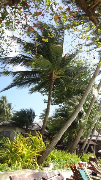 Про Самуи и не только.....