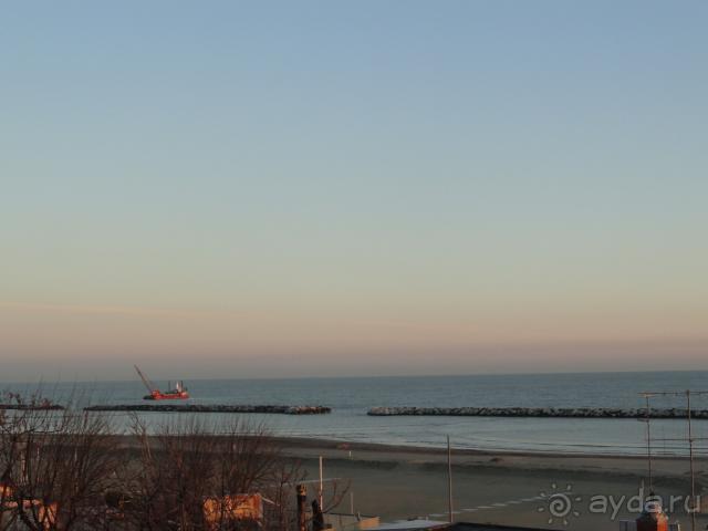 фото Гардения