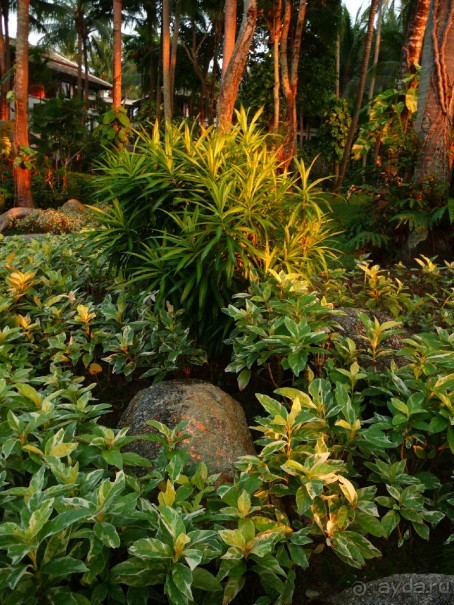 Сад отеля JW Marriott&amp;SPA***** - это потрясающее место. 