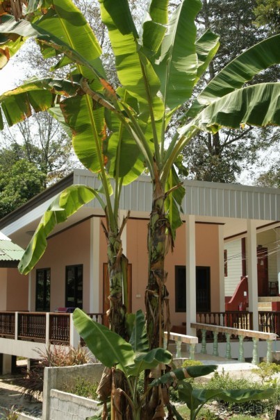 Наше бунгало