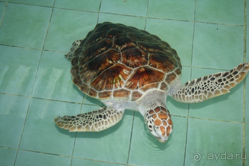 Из Сибири в "Вечное лето"