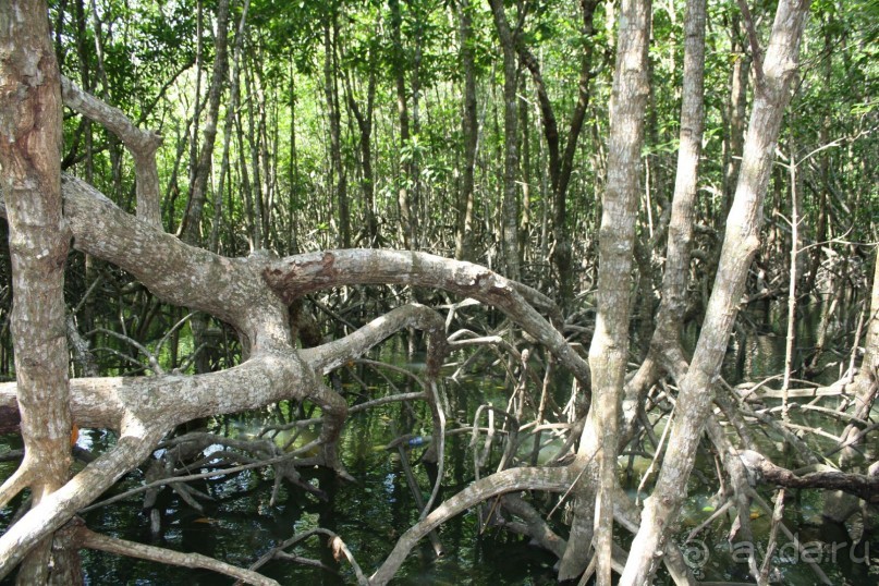 Из Сибири в "Вечное лето"