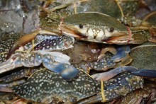 Из Сибири в "Вечное лето"