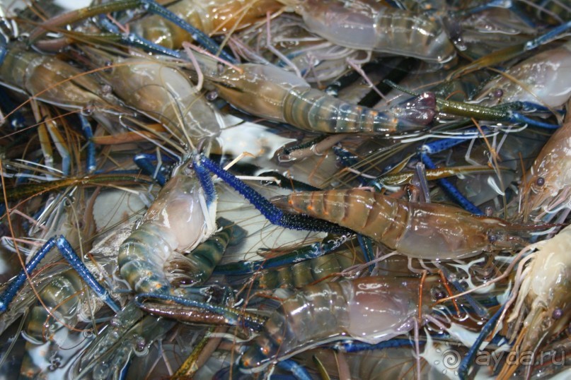 Из Сибири в "Вечное лето"