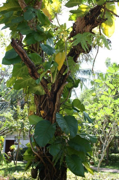 Из Сибири в "Вечное лето"