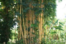 Из Сибири в "Вечное лето"