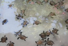 Из Сибири в "Вечное лето"