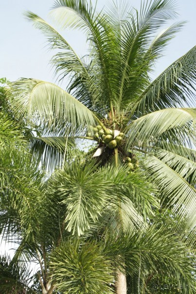 Из Сибири в "Вечное лето"