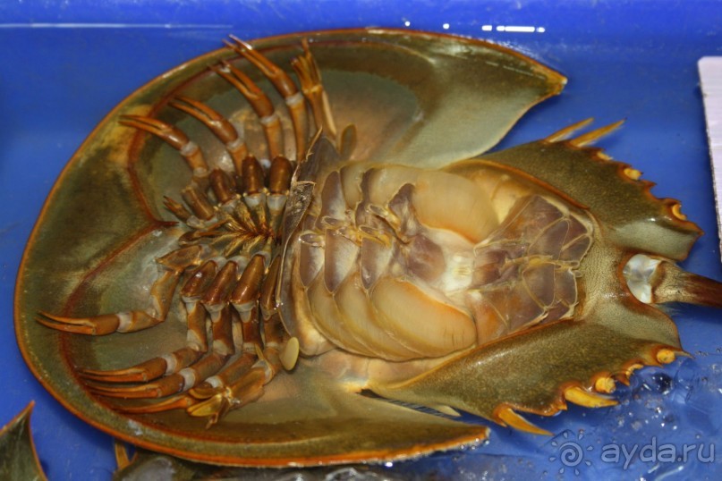 Из Сибири в "Вечное лето"