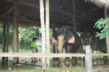 Из Сибири в "Вечное лето"