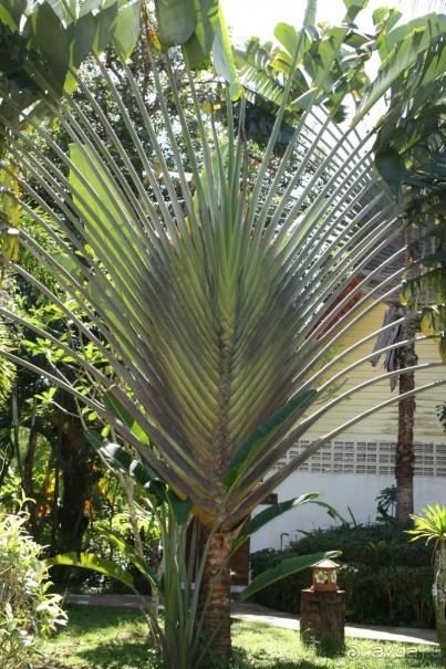 Из Сибири в "Вечное лето"