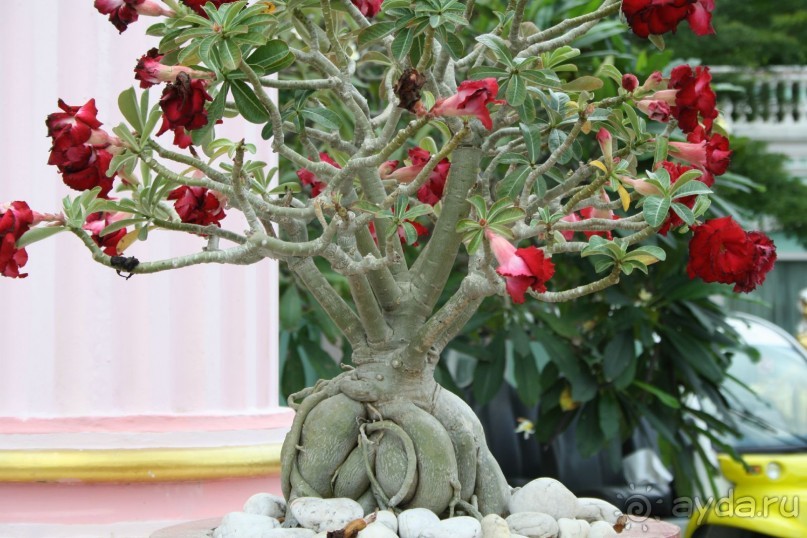 Из Сибири в "Вечное лето"