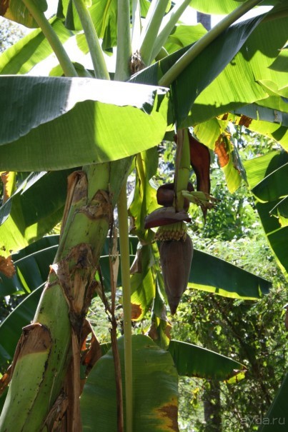 Из Сибири в "Вечное лето"