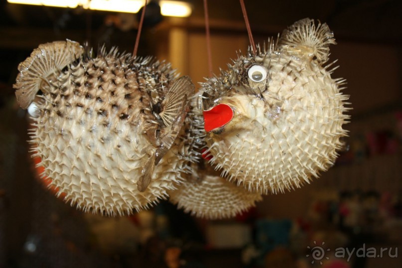 Из Сибири в "Вечное лето"