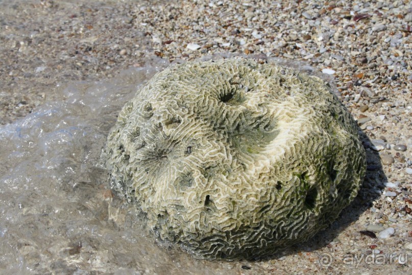 Из Сибири в "Вечное лето"