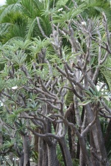 фото Montien Pattaya