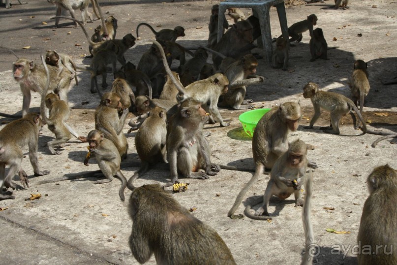 фото Montien Pattaya