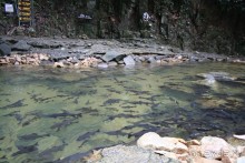 Национальный заповедник. Священные черные карпы