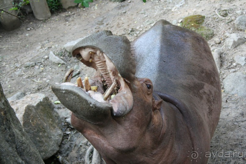 Зоопарк Кхао Кхео