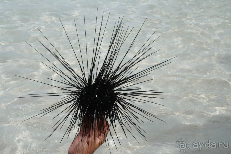 Морской ёж