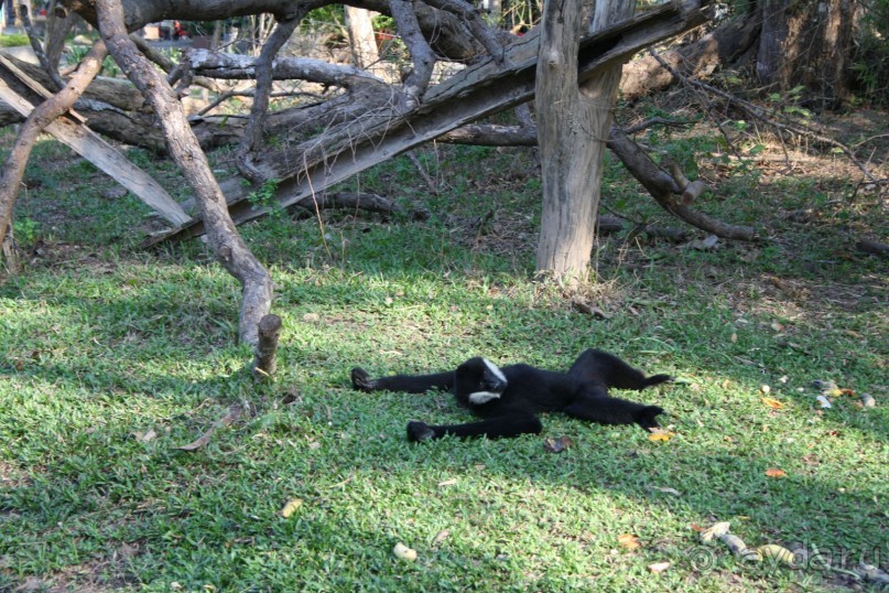 Зоопарк Кхао Кхео