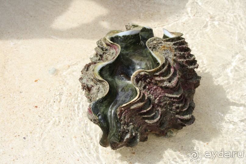 Морская живность, которая сильно плюётся