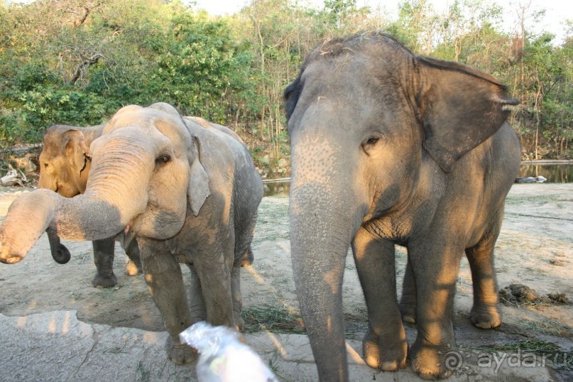 Зоопарк Кхао Кхео