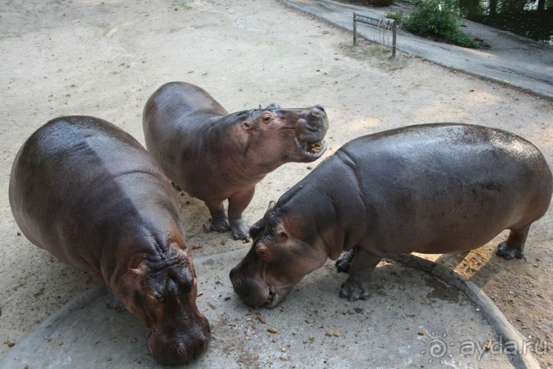 Зоопарк Кхао Кхео