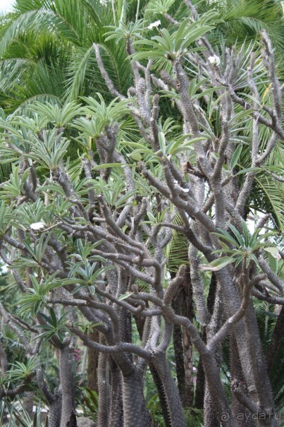 Парк Нонг Нуч, сад кактусов