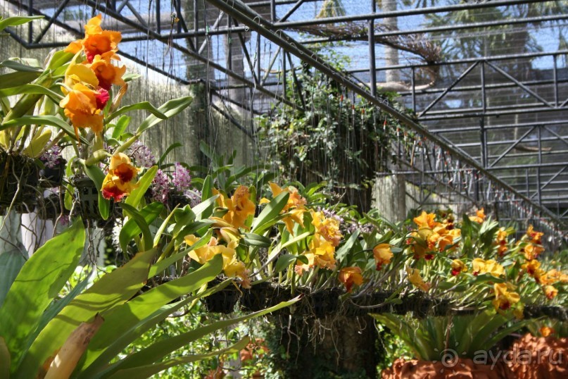 Парк Нонг Нуч, сад орхидей