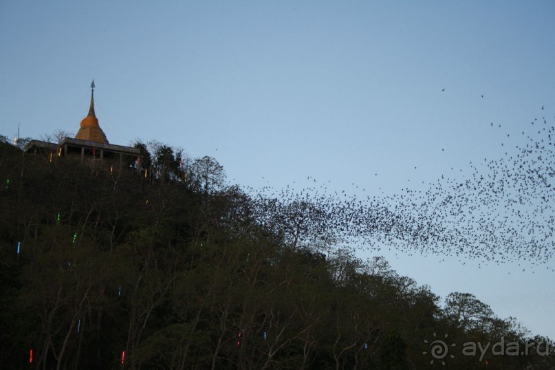 Вылет летучих мышей ровно в 18.00