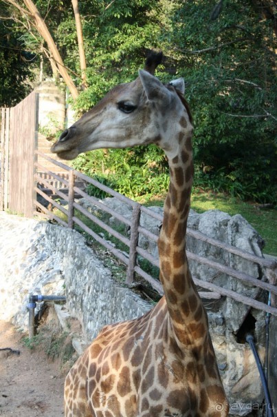 Зоопарк Кхао Кхео