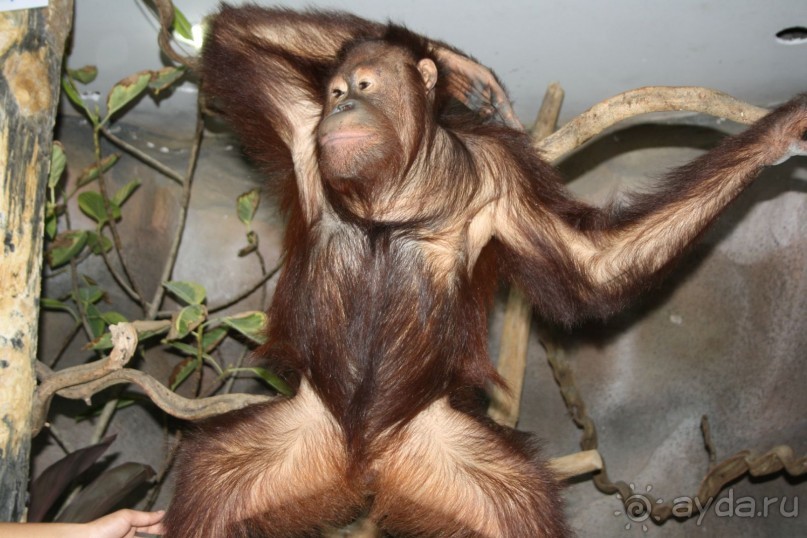 Зоопарк Кхао Кхео