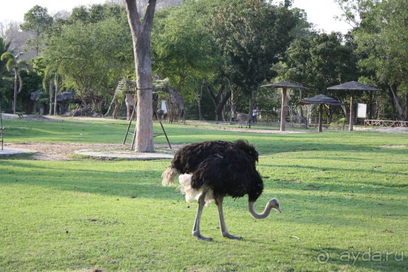 Зоопарк Кхао Кхео