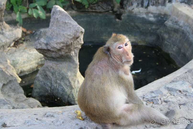 Храм диких обезьян