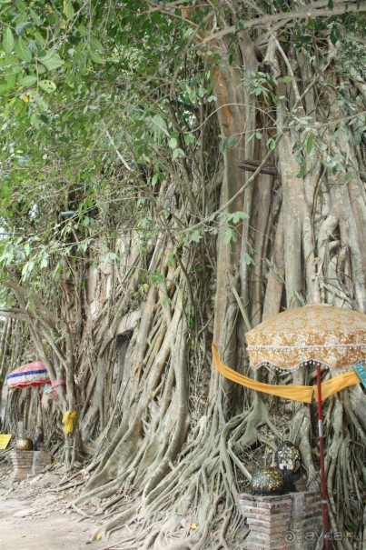 Часовня, обвитая фикусом