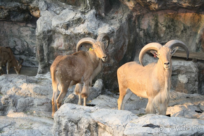 Зоопарк Кхао Кхео