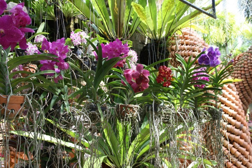 Парк Нонг Нуч, сад орхидей