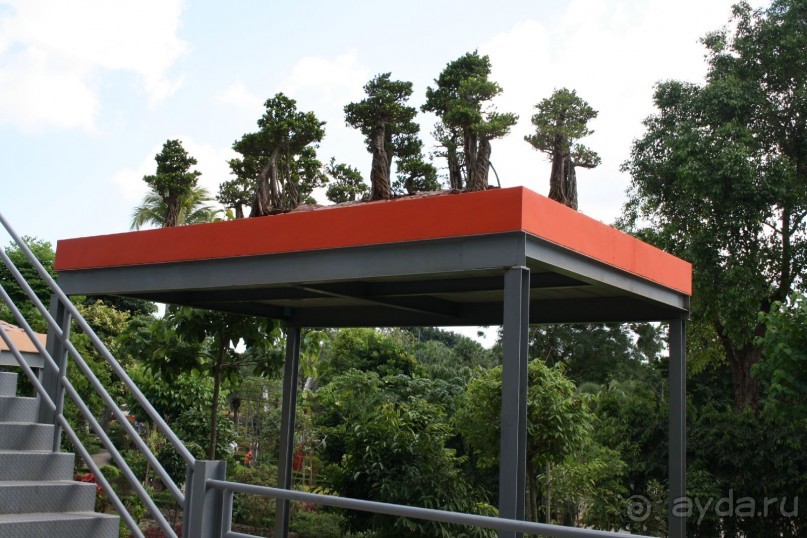 Парк Нонг Нуч, самое маленькое дерево - бансай