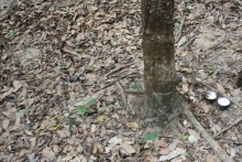 Жители тропиков называют сок гевеи «резиновым молоком», так собирают молочко для латекса.