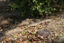 Ящерки - их так много!