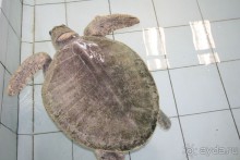 Большие особи размещены отдельно