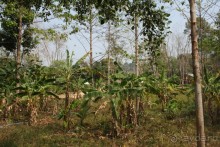 Треккинг в джунгли. Банановые плантации.