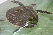 Большие особи размещены отдельно.