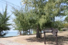 Хвойные деревья тоже присутствуют в тропиках