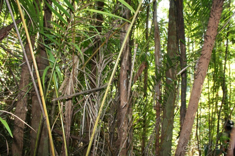 Наша интернациональная команда. Все иностранцы. Треккинг в джунгли. Очень колючее дерево.